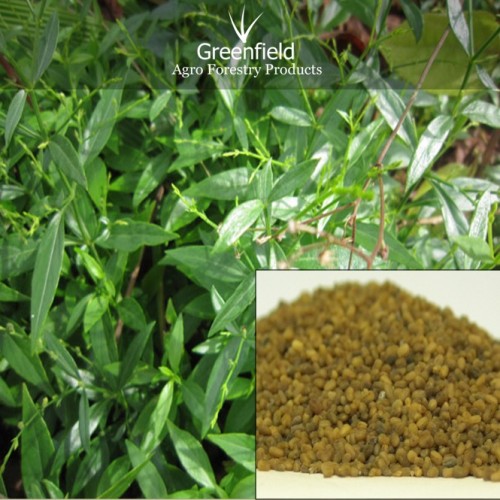 kalmegh medicinal seeds ( Andrographis paniculata )